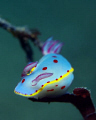   found this Bennetts Hypselodoris bennettiperched high feeding. He wasnt phased pull changing tide. Nelson Bay Australia. Nikon D80 60mm. feeding tide Australia 60mm  